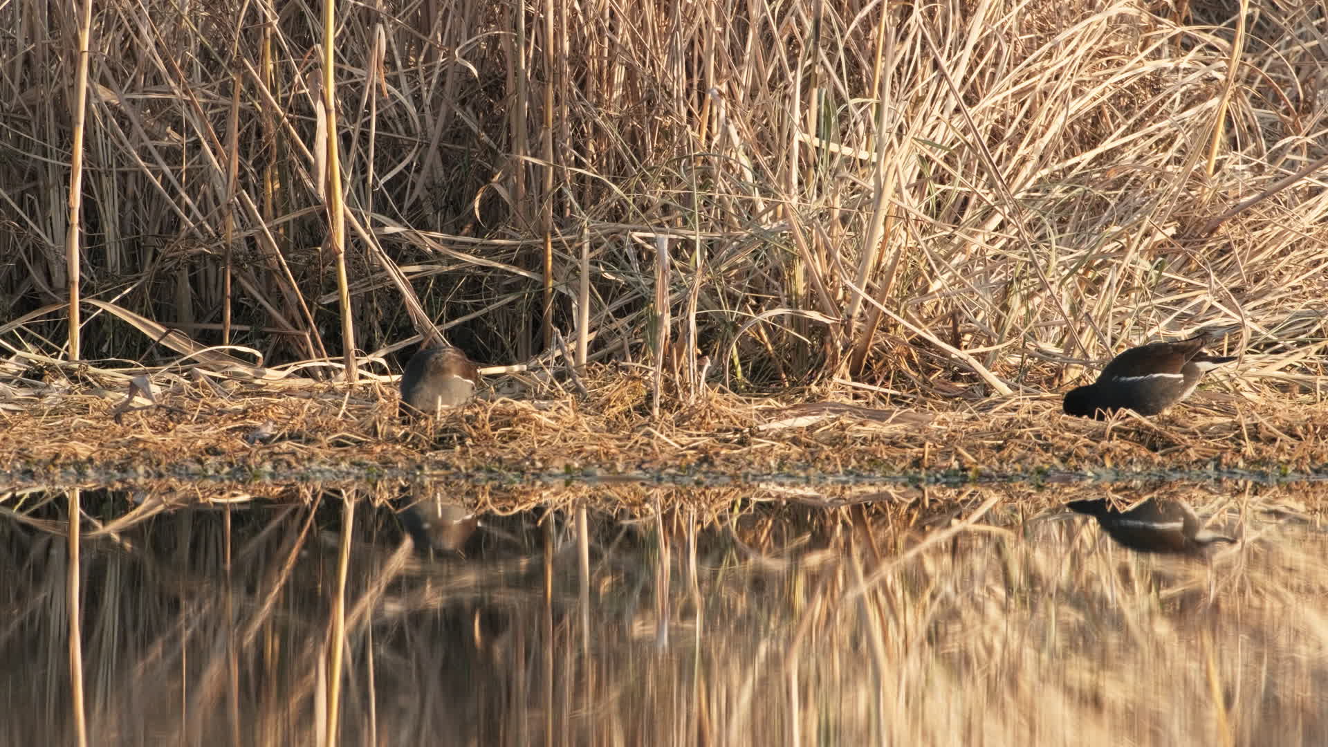 鸟类飞禽水禽4K实拍镜头视频的预览图