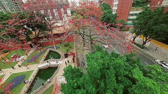 春日最美红色木棉花百年古树穿越拍摄4K视频视频的预览图