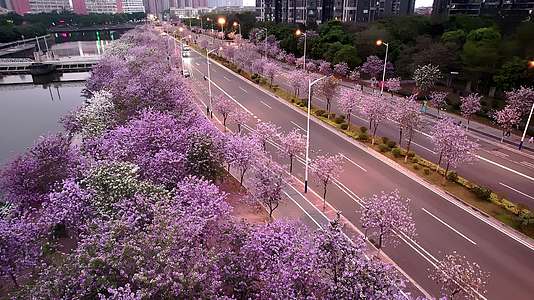 春日夕阳下紫荆花最美公路夜景航拍4K视频视频的预览图