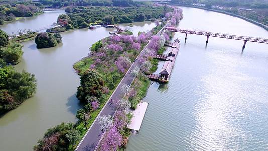 阳春三月清新紫荆花长廊绝美航拍4K视频视频的预览图