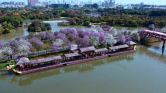 阳春三月清新紫荆花长廊绝美航拍4K视频视频的预览图