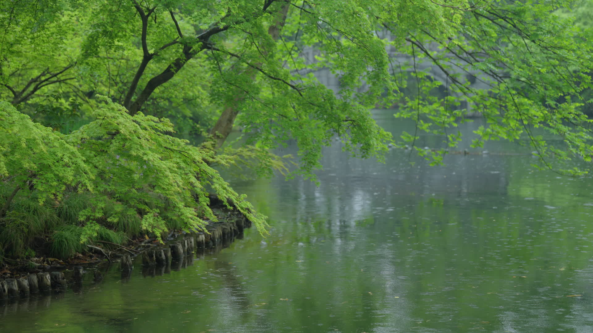 春天杭州花港观鱼植物阴雨天绿色自然视频的预览图