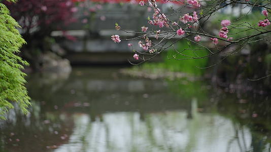 春天杭州花港观鱼植物阴雨天绿色自然视频的预览图