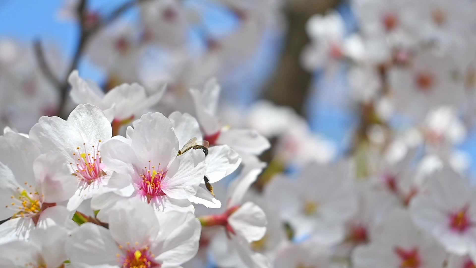 春天蜜蜂在盛开的樱花上采蜜慢镜头视频的预览图