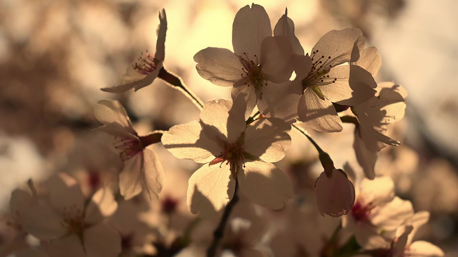 春天夕阳下阳光下逆光的樱花慢镜头视频的预览图