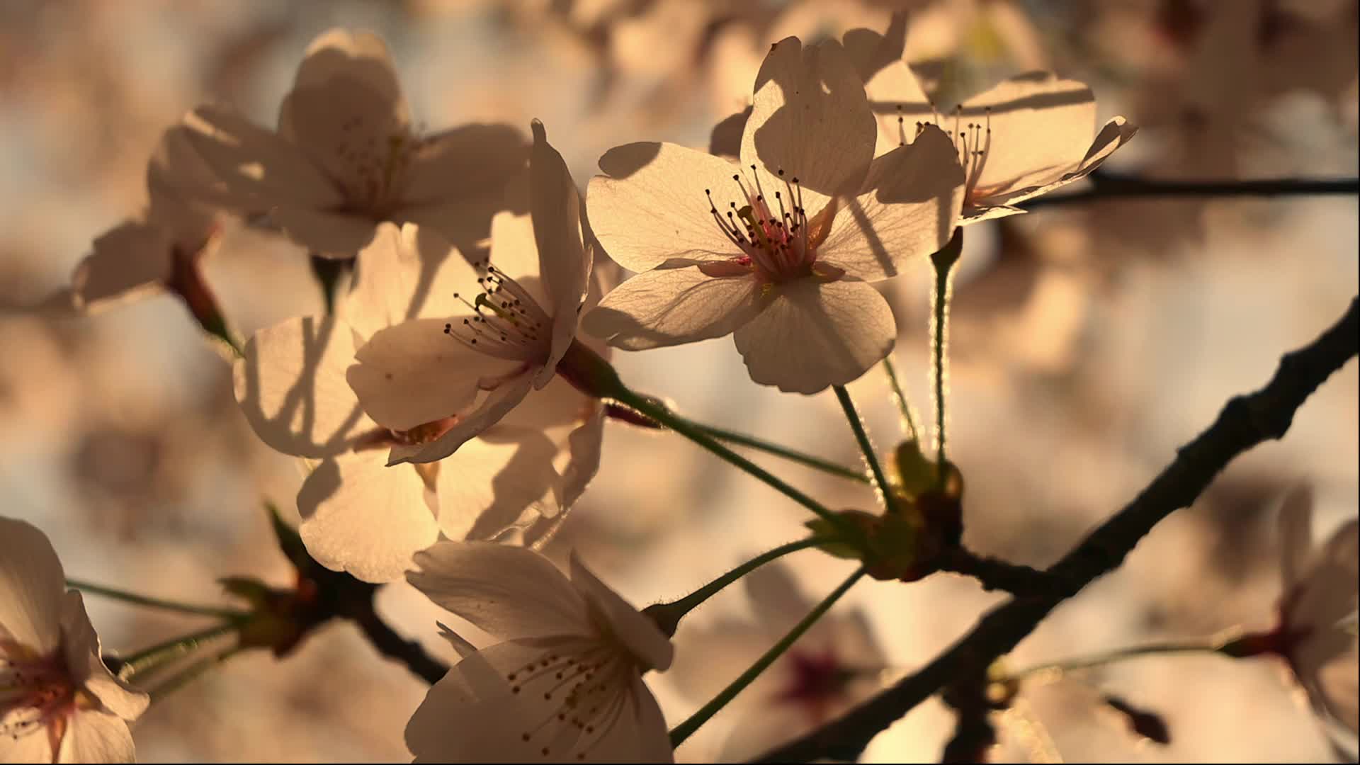 春天夕阳下阳光下逆光的樱花慢镜头视频的预览图