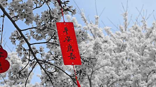 春天盛开的樱花树祈福慢镜头视频的预览图