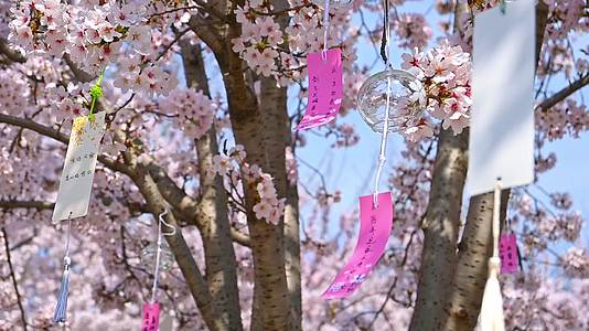 春天盛开的樱花树祈福慢镜头视频的预览图