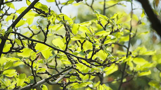 树木绿植4K实拍镜头视频的预览图