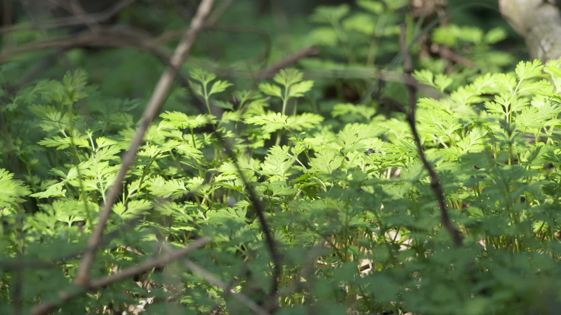 树木绿植4K实拍镜头视频的预览图