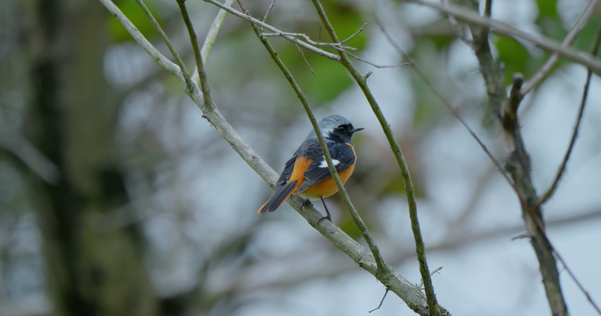 鸟鸟语花香春天森林飞鸟湿地鸟类鸟群视频的预览图