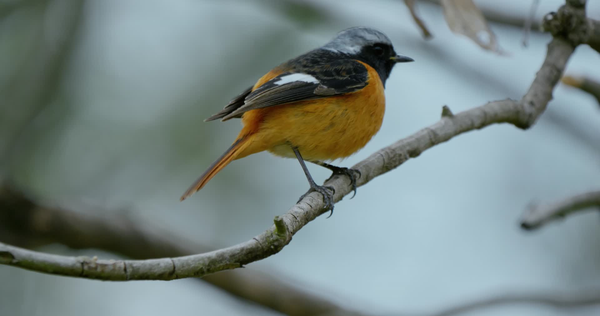 鸟鸟语花香春天森林飞鸟湿地鸟类鸟群视频的预览图