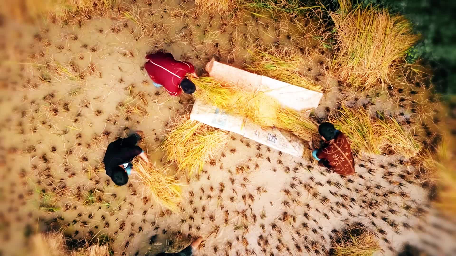 哈尼秋天收获梯田稻谷农村农民视频的预览图