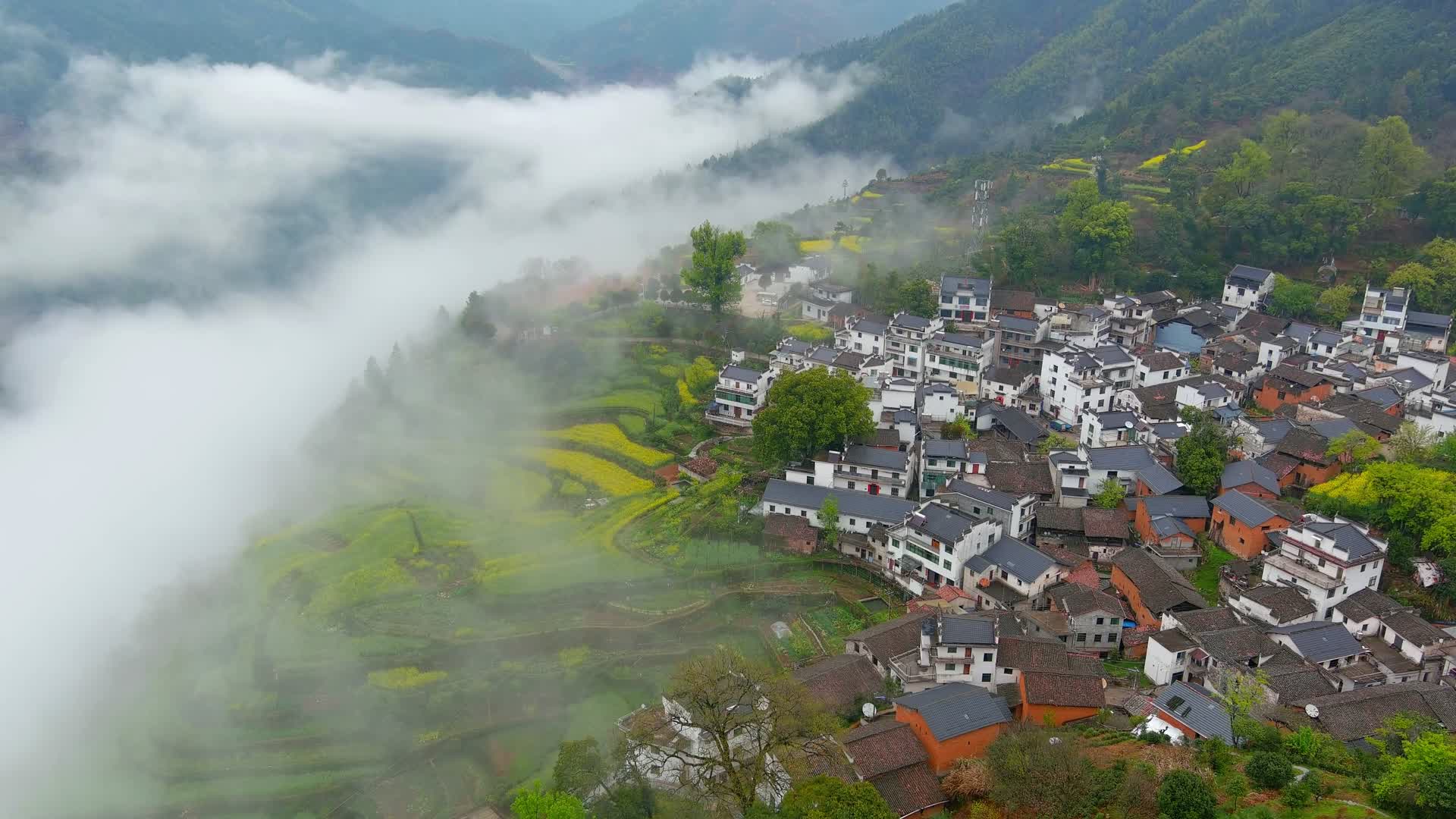 云雾缭绕油菜花古村落视频的预览图