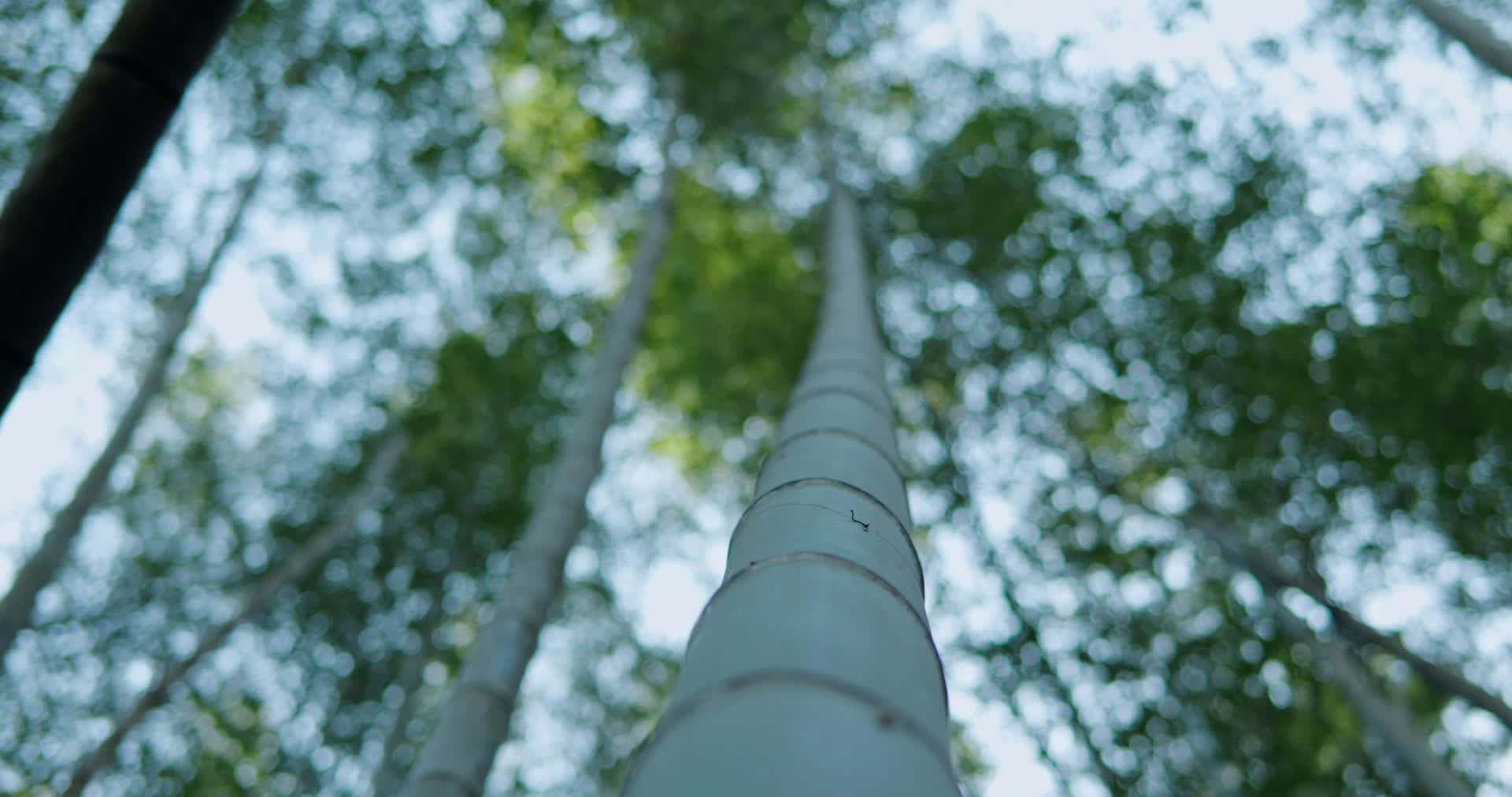 唯美竹林竹海竹叶禅意韵味自然植物空镜视频的预览图
