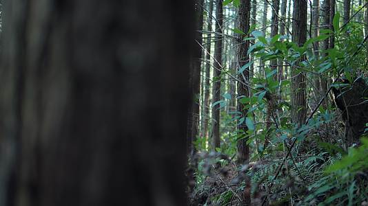 森林阳光树林自然风景大自然原始森林植物视频的预览图