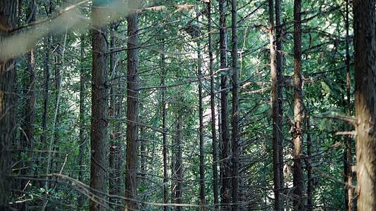 森林阳光树林自然风景大自然原始森林植物视频的预览图