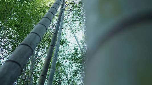 唯美竹林竹海竹叶禅意韵味自然植物空镜视频的预览图