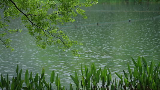 春天杭州乌龟潭阴雨天植物绿色自然视频的预览图