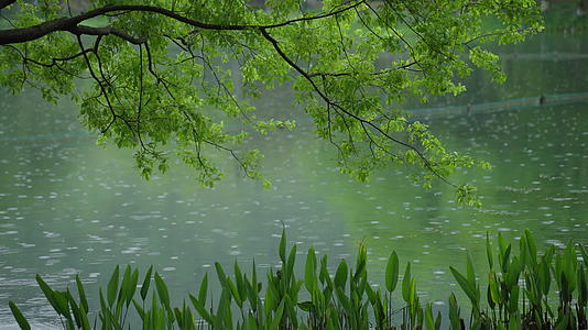 春天杭州乌龟潭阴雨天古建筑植物绿色自然视频的预览图