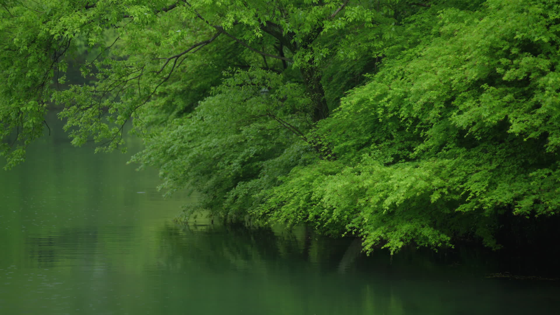 春天杭州乌龟潭阴雨天古建筑植物绿色自然视频的预览图