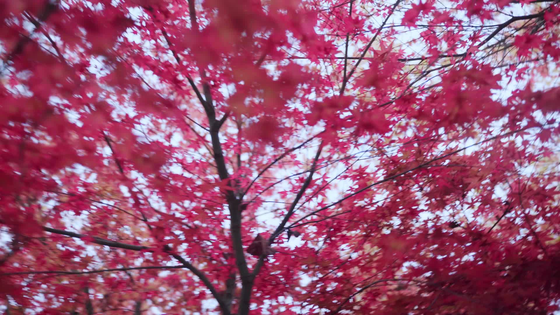 温江红枫基地汉服姐姐红枫树花视频的预览图
