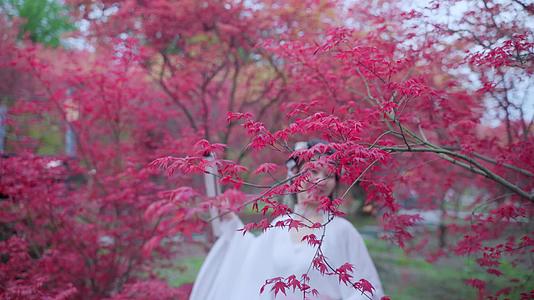 温江红枫基地汉服姐姐红枫树花视频的预览图