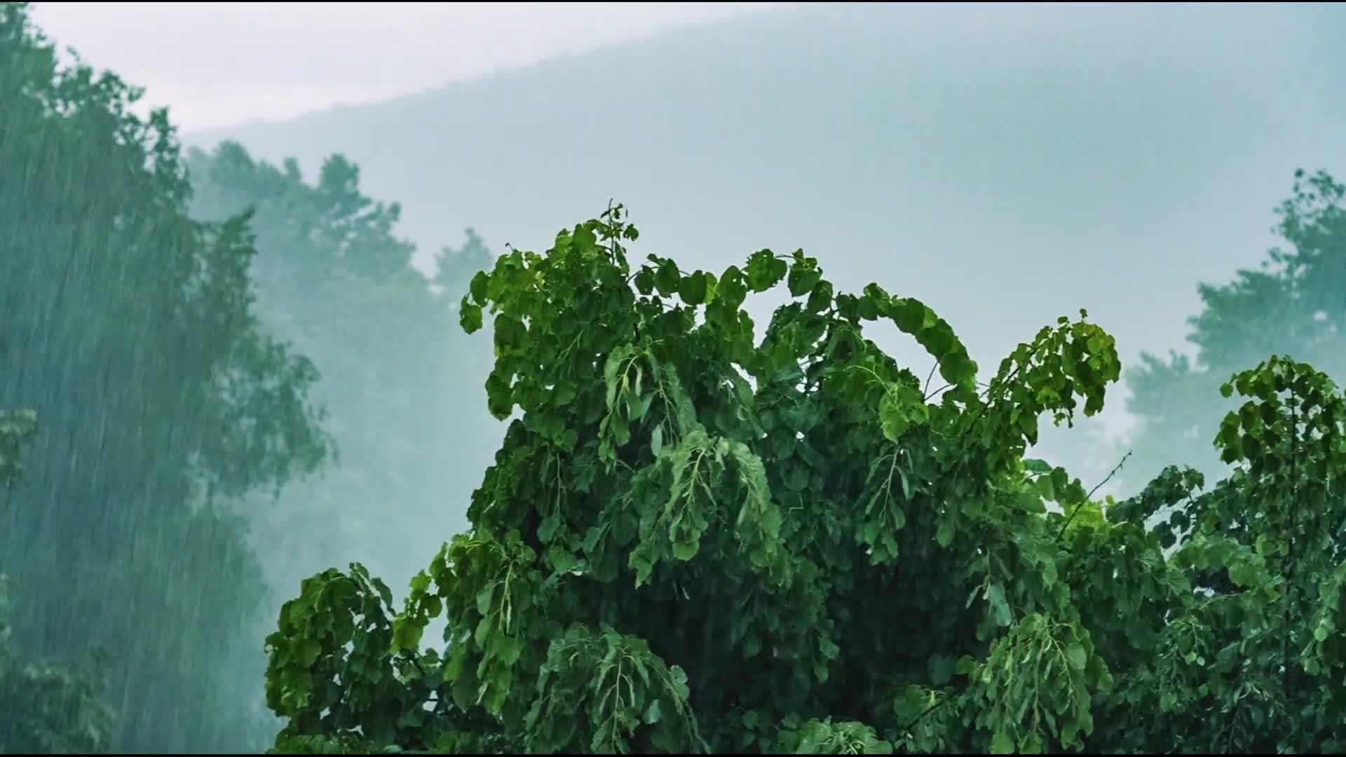 夏季大雨击打树叶视频的预览图