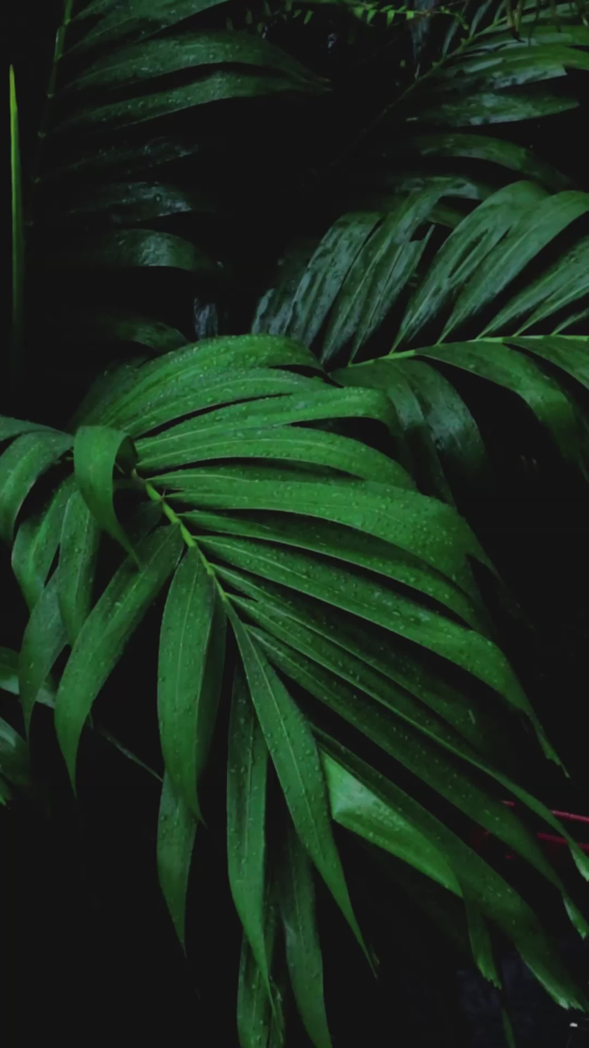 风雨中的植物视频的预览图