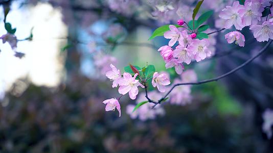 4K桃花海棠花紫荆花绽放盛开视频的预览图