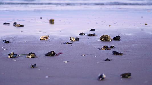 海边海浪贝壳视频的预览图
