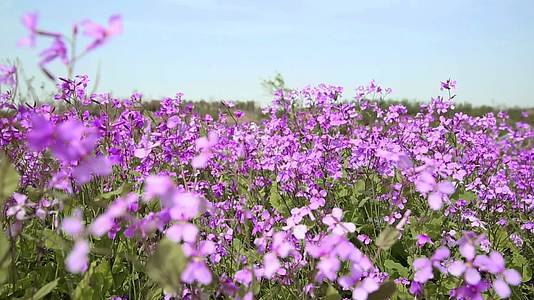 春天里的小紫野花视频的预览图