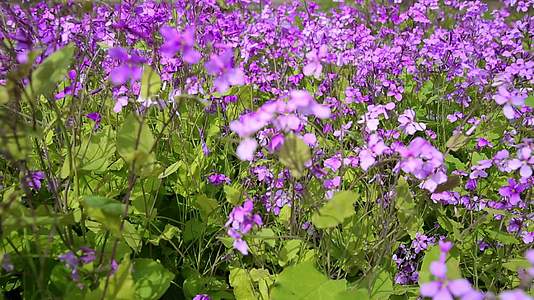 春天紫色花卉小野花喜林草视频的预览图