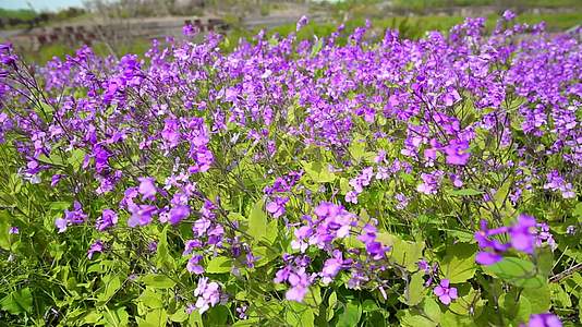 春天紫色小野花喜林草视频的预览图