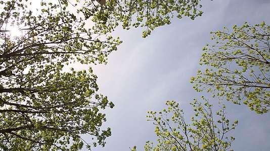 春天树叶绿色发芽踏青视频的预览图