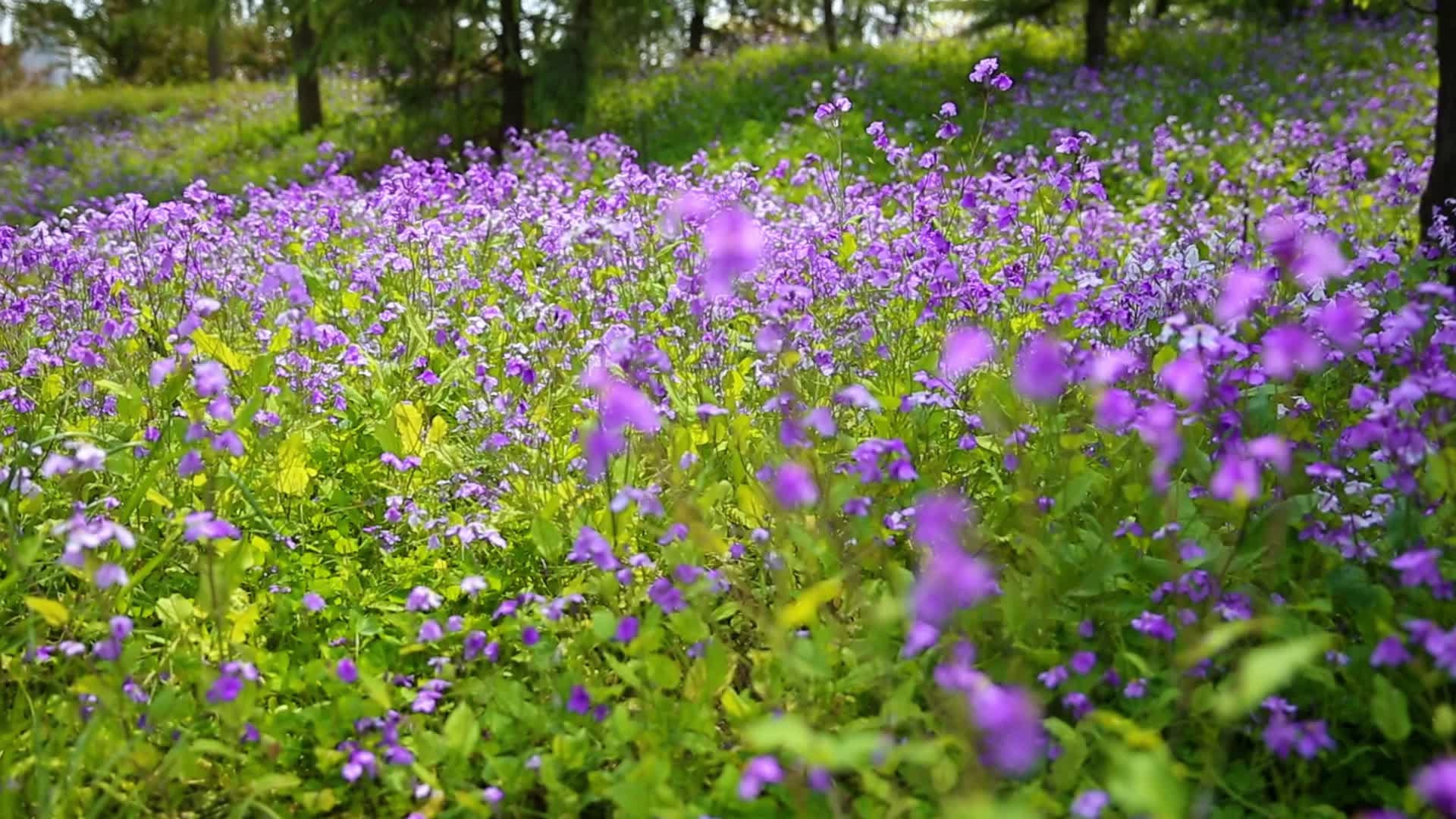 春天花卉蓝色喜林草花视频的预览图