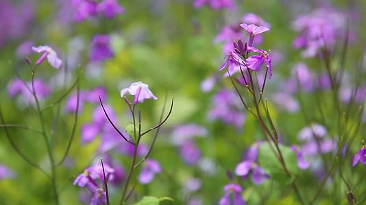 实拍春天植物紫色花朵视频的预览图