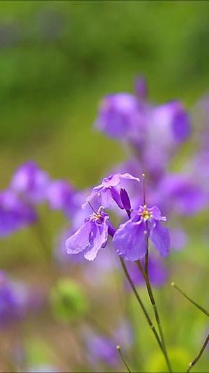 唯美春天空镜头紫色小花视频的预览图
