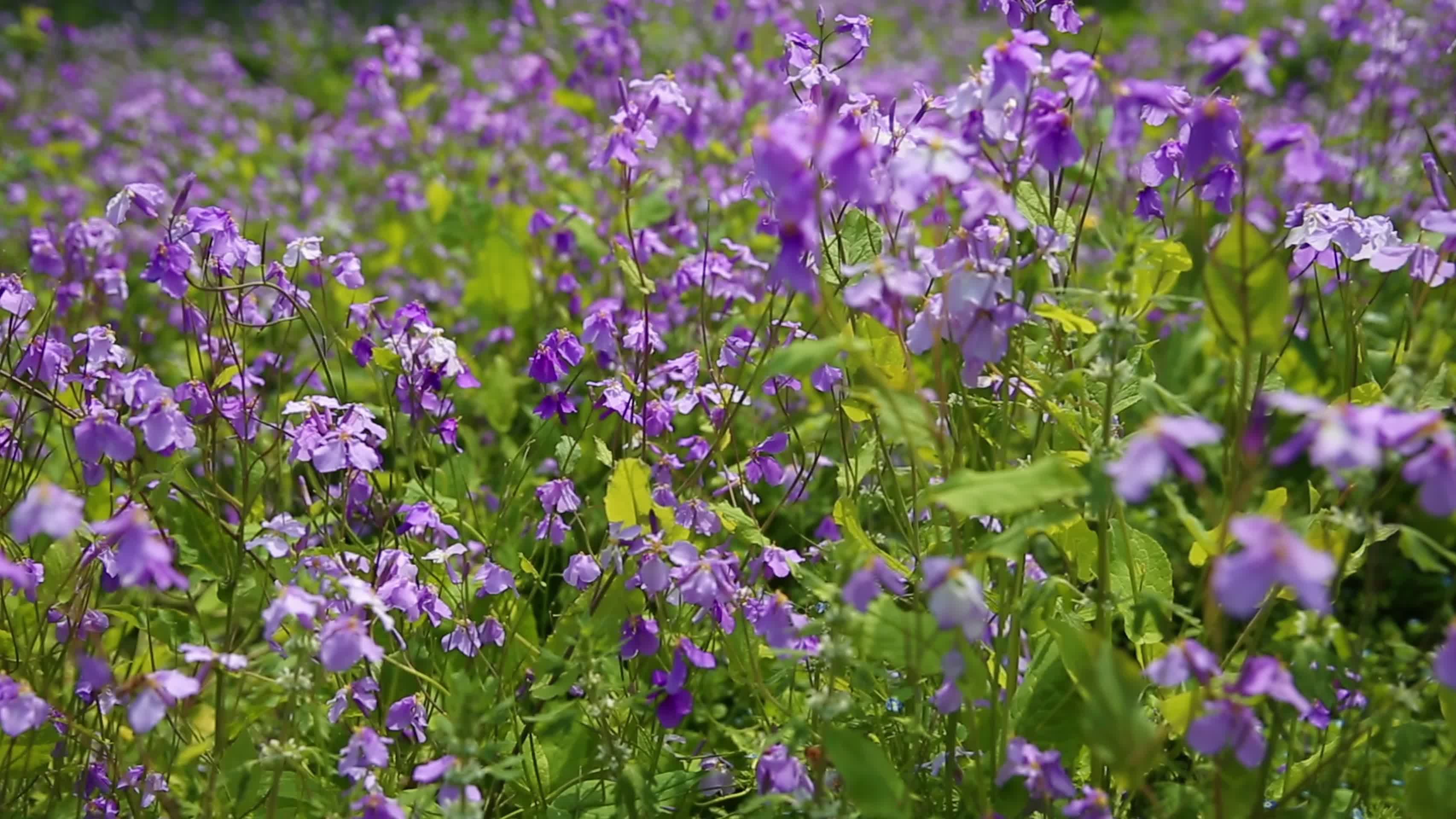 春季花卉紫色小花视频的预览图