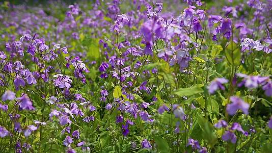 春季花卉紫色小花视频的预览图