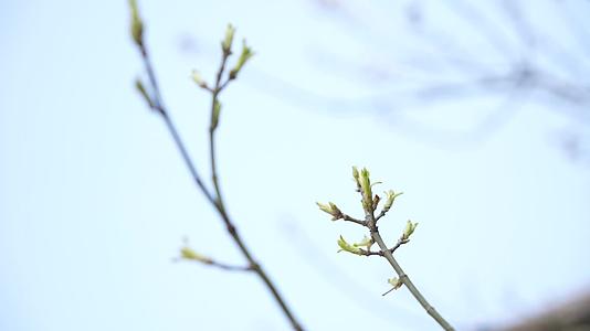 春日桃花开视频的预览图
