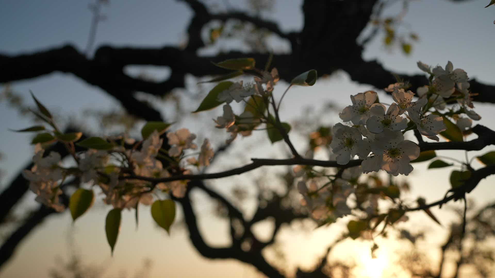 早晨的梨花夕阳的梨花视频的预览图