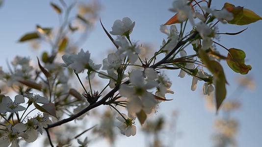 梨花枝头早晨的梨树枝头视频的预览图