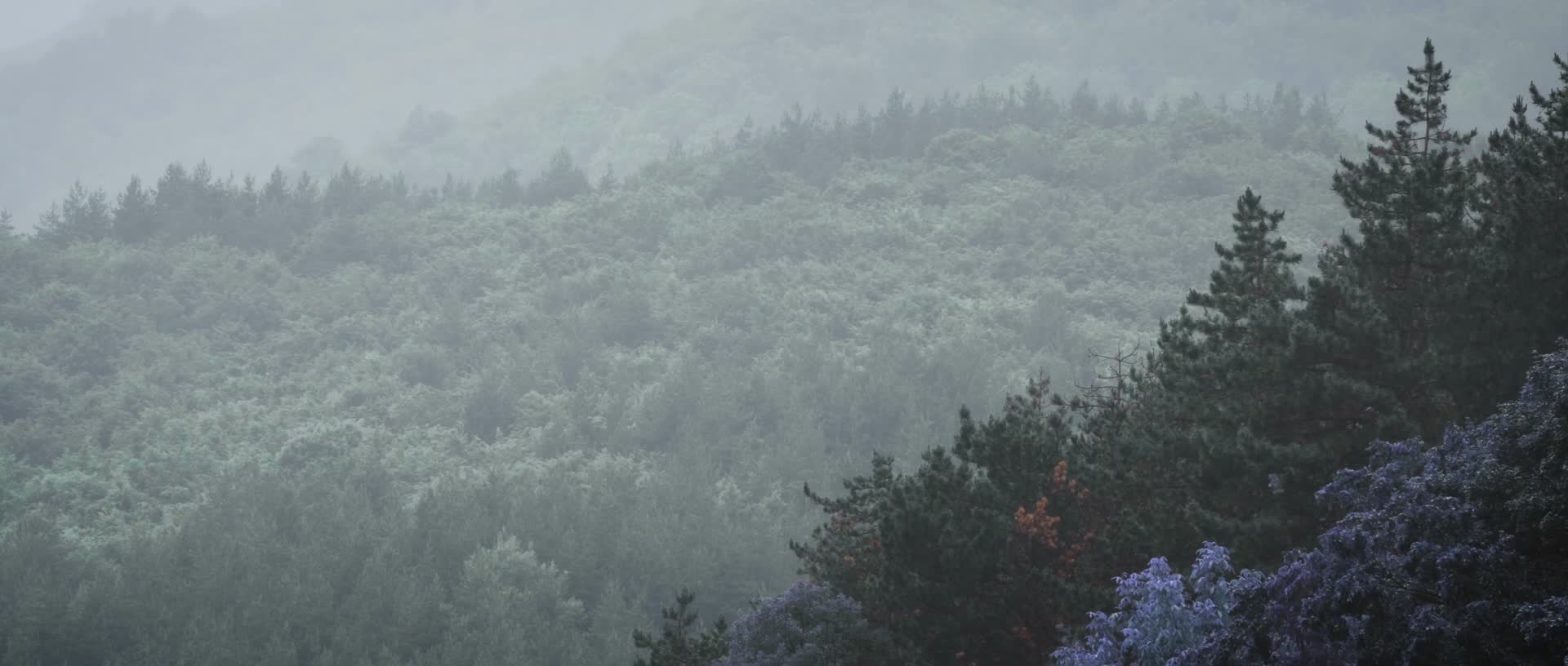 夏季森林暴雨大雨雷阵雨视频的预览图
