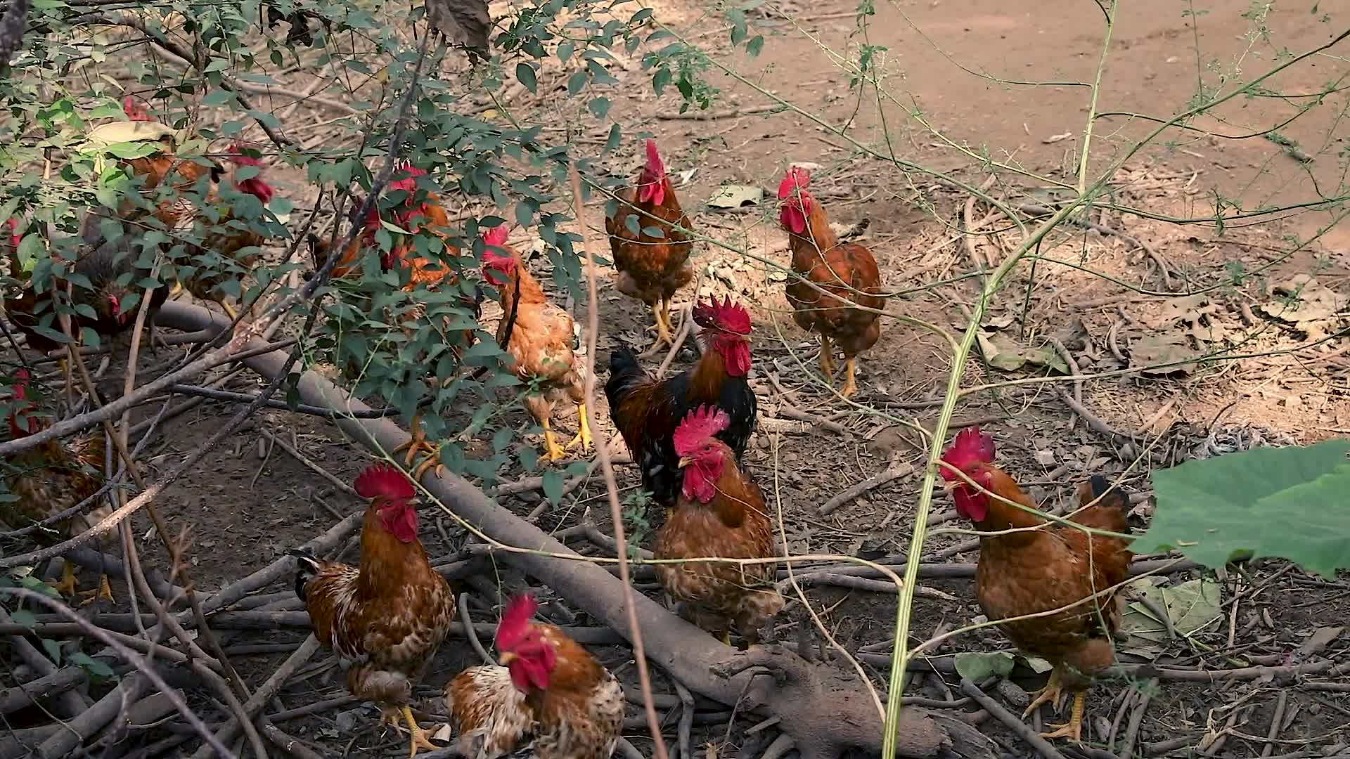 农村院中散养鸡公鸡老母鸡视频的预览图