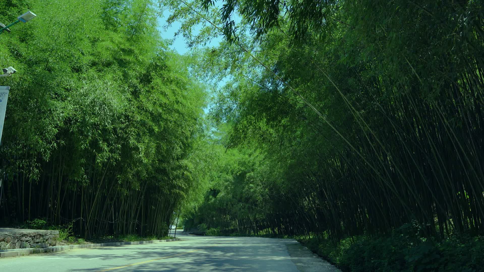 4K唯美山中竹林风景视频的预览图