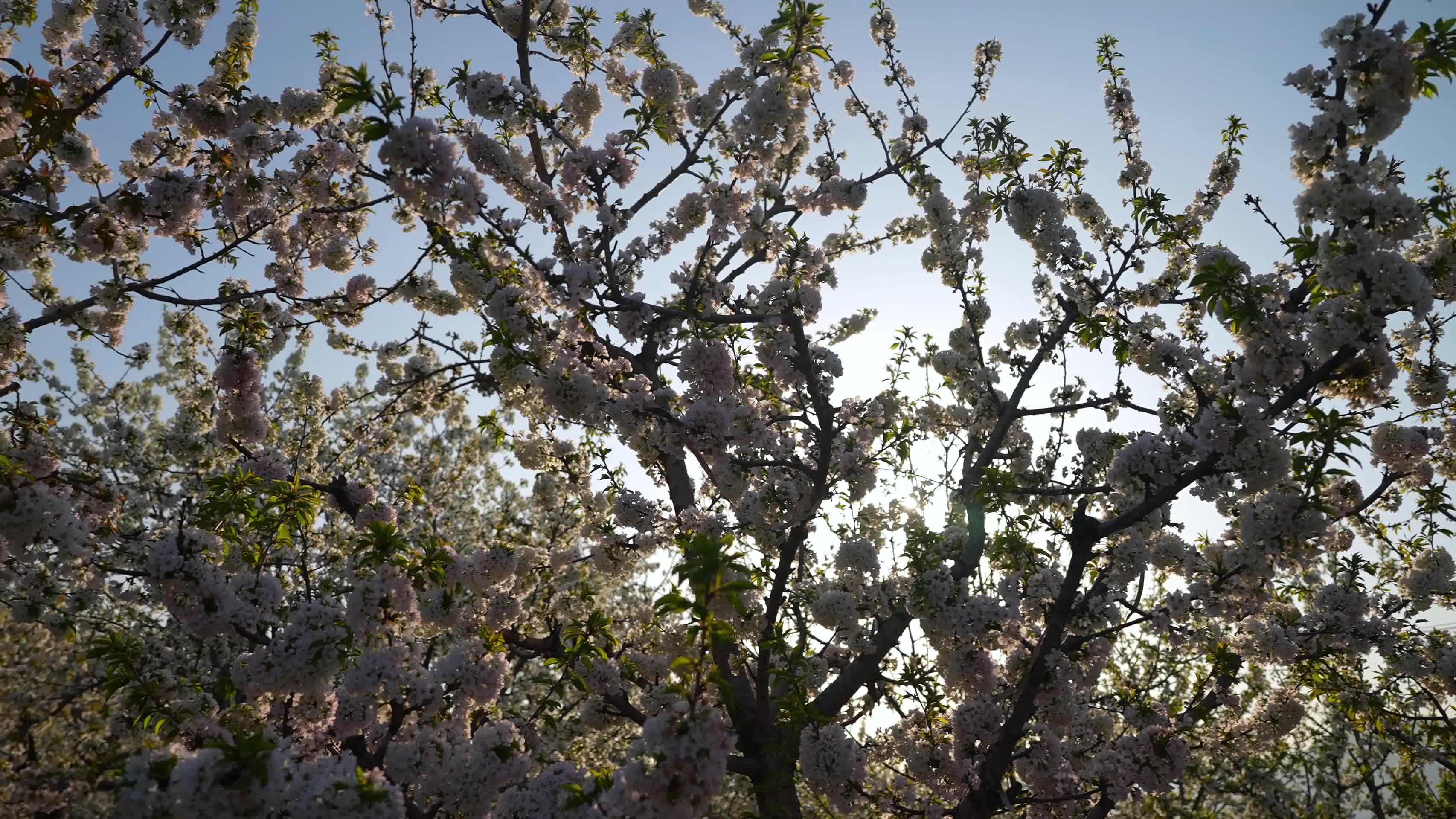 樱桃树樱桃园视频的预览图