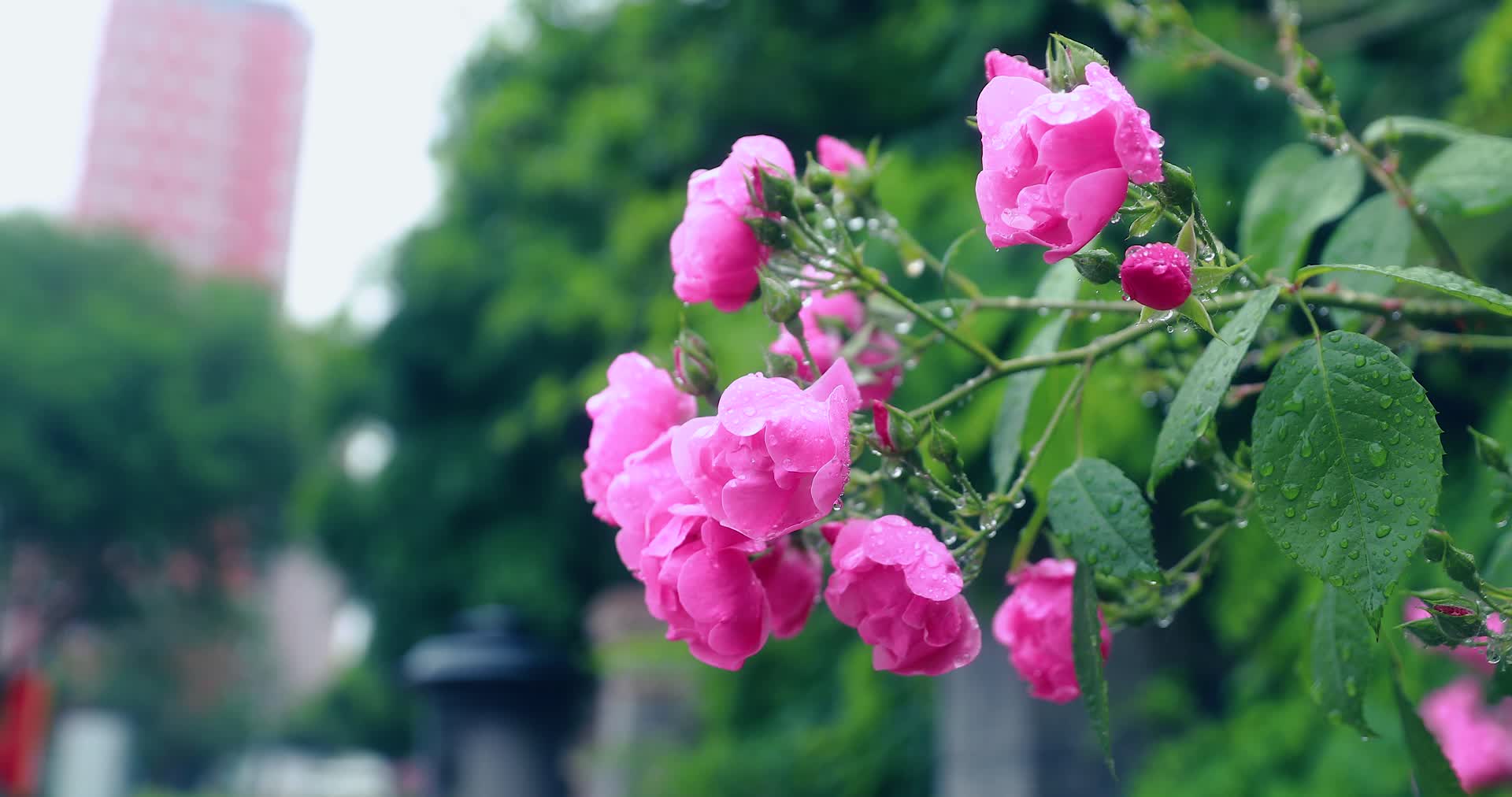 4K争艳雨中玫瑰花月季花盛开芳香视频的预览图