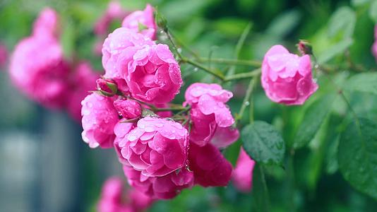 4K唯美雨中月季花玫瑰花盛开争艳镜头视频的预览图