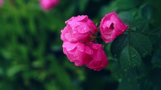 4K唯美雨中月季花玫瑰花盛开争艳组合镜头视频的预览图